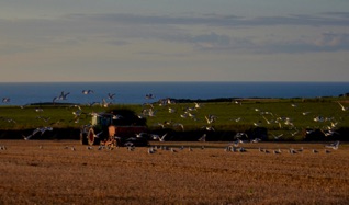 trefin gulls farm eve.2_g7i4.jpg